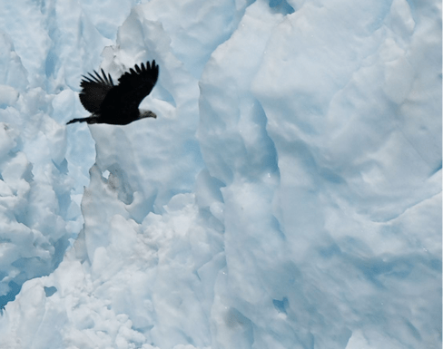 A majestic eagle soars past towering blue ice formations, capturing the beauty of nature's contrasts and emphasizing wildlife in icy habitats.