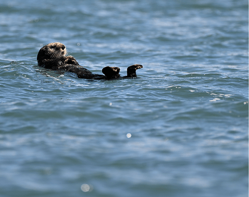 A sea otter floats on its back in calm blue waters, showcasing its playful nature while resting and grooming. The image highlights marine wildlife.