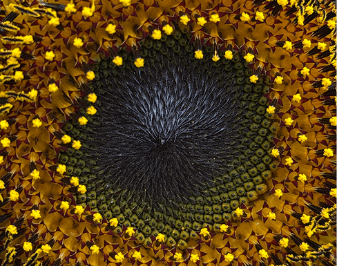 Close-up of a sunflower's center, showcasing intricate patterns of seeds surrounded by vibrant yellow petals, highlighting its natural beauty.