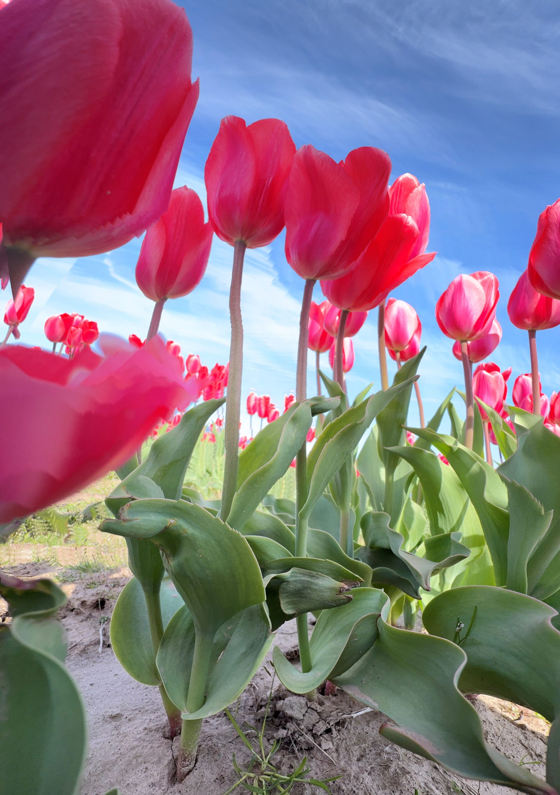 Vibrant pink tulips stand tall against a clear blue sky, showcasing a lush flower field in full bloom, perfect for a springtime theme.