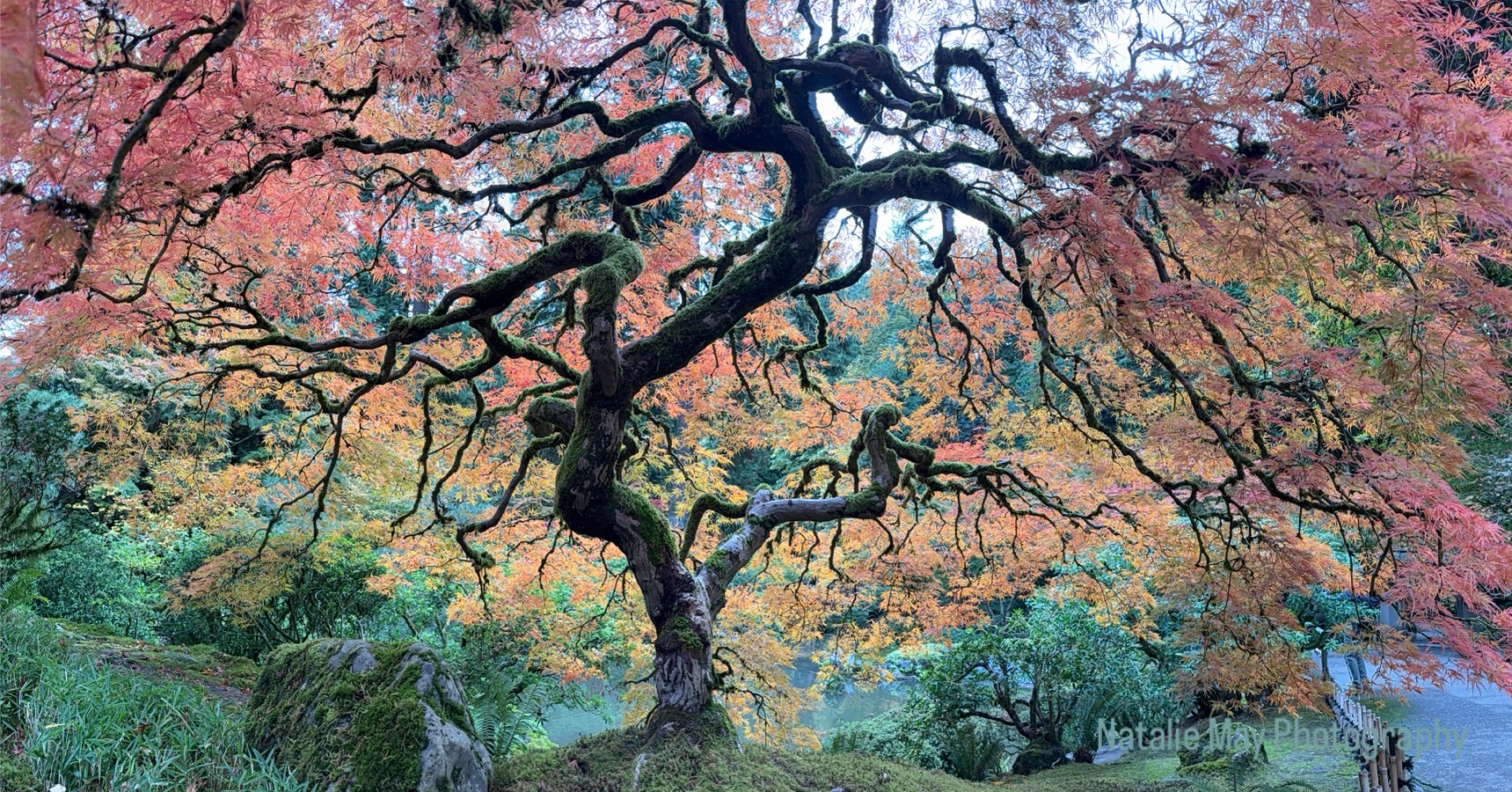 A striking, twisted Japanese maple tree displays vibrant autumn foliage in shades of red and orange, set against a serene garden backdrop.